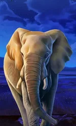 African Elephant